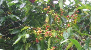 Coffee Berries Sized & Ready