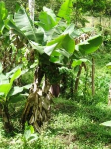 Esteli banana grove