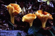 Mushroom Chanterelles in woods
