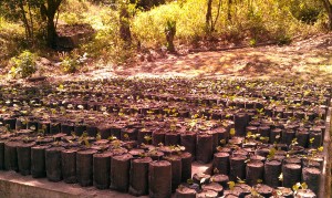 Coffee Seedlings