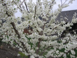Plum Tree in Bloom 002