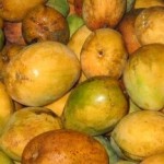 Mangos in Season