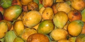 Mangos in Season