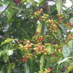 Coffee Berries Sized & Ready