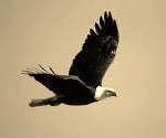 Eagle in flight