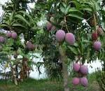 Mango tree with fruit