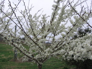 Spring Beauty