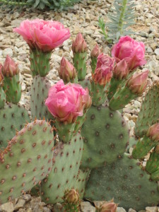 Spring New Life